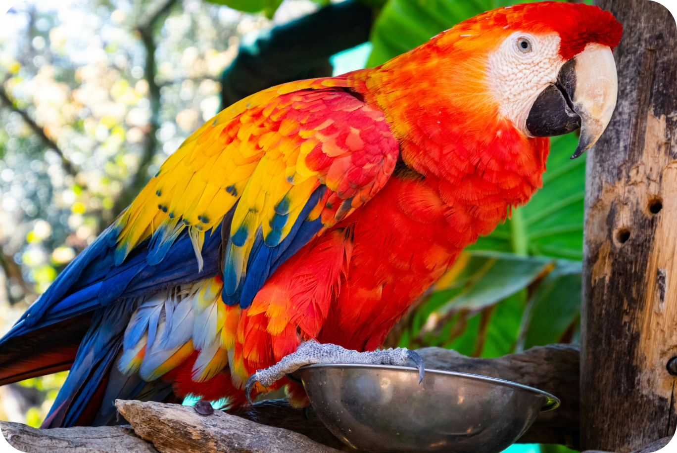 enlarge mascot bird photo to 8k clarity without losing quality