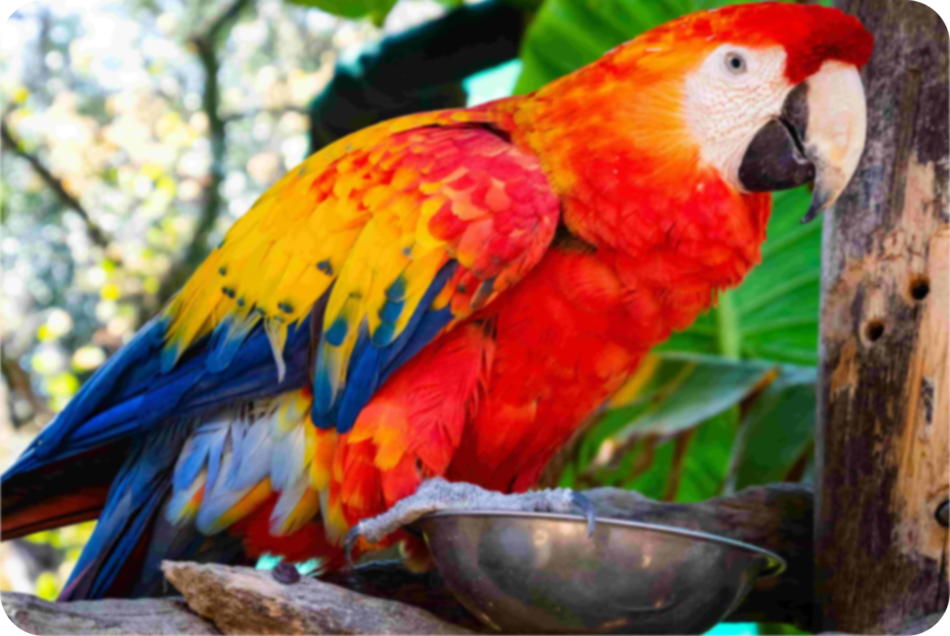 original low resolution mascot bird on tree