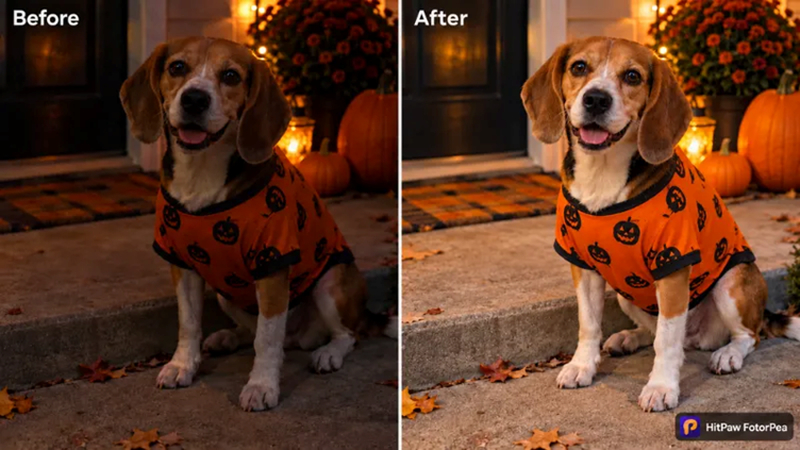dark dog portrait made brighter