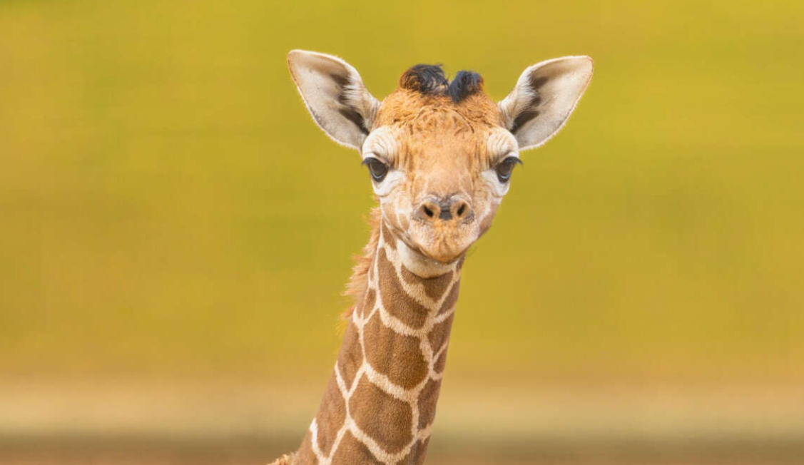 25 beste Giraffenfotos,  niedliche Bilder für das Kinderzimmer