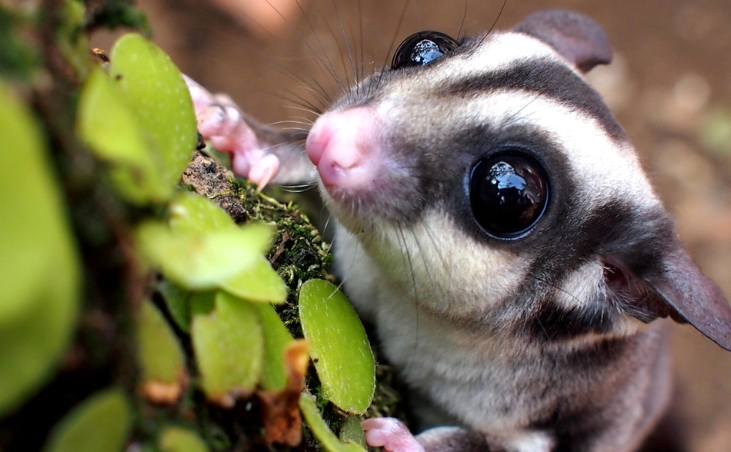 21 Bizarre Tierfotos, die Sie umhauen werden