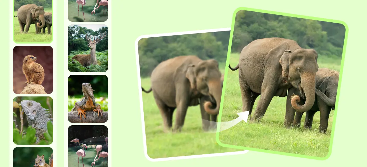 animal photo enhancer