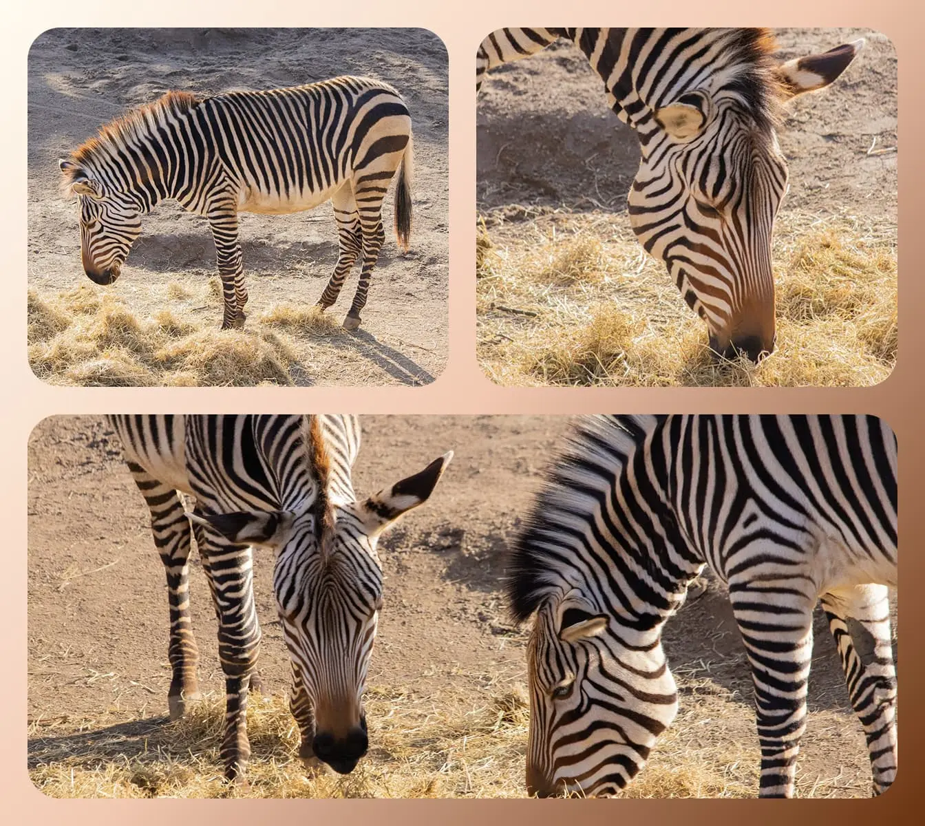 batch process for multi-cam wildlife footage