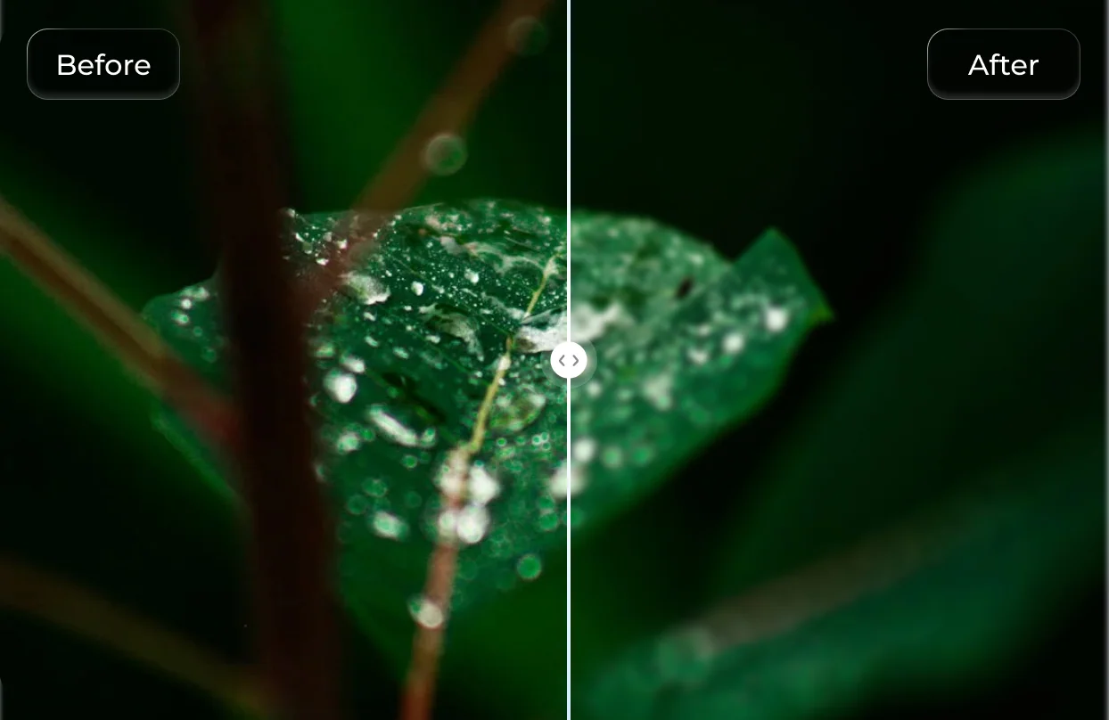 enhanced details leaf photo