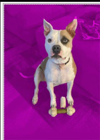 enlever fond blanc image powerpoint mac