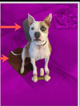 enlever le fond d une image powerpoint sur mac