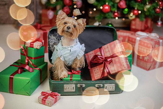 cardboard box photoshoot christmas