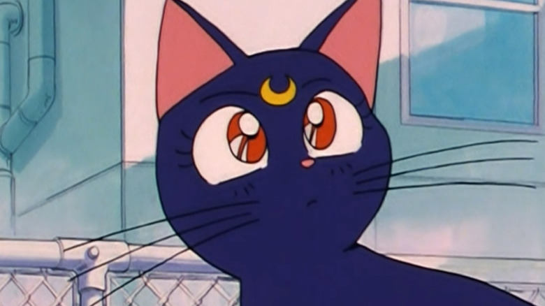 cute luna cat