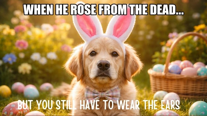 animal pet humor jesus easter meme funny