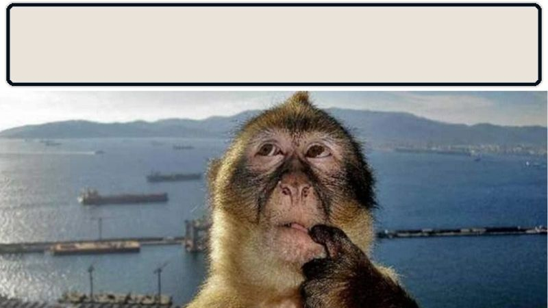 monkey meme thinking close up template