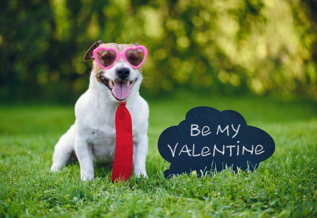 dog valentine card