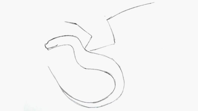 sketch basic body of dragon