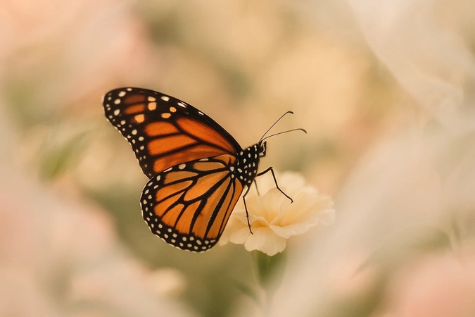 foreground elements in pictures