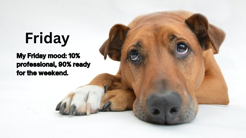 funny friday quotes for tgif laughs and captions