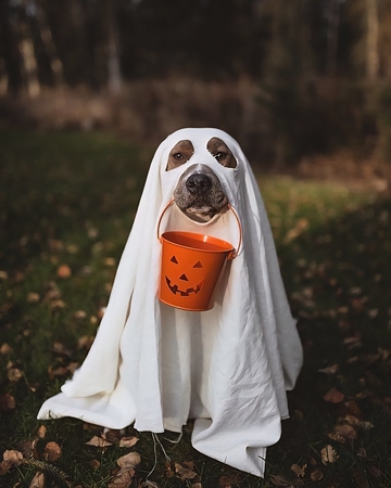 halloween pet photos ideas