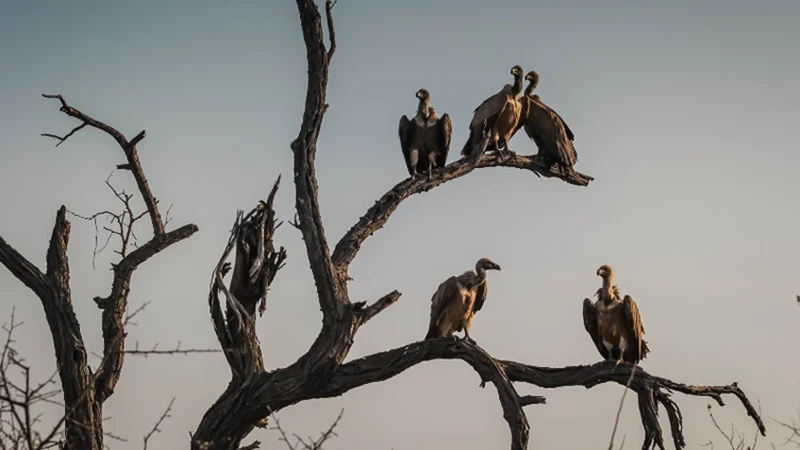 high contrast wildlife fine art photography