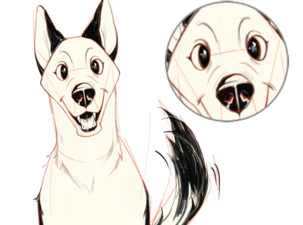 رسم كلب الهاسكي