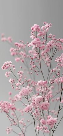 minimal nature inspired visuals wallpapers