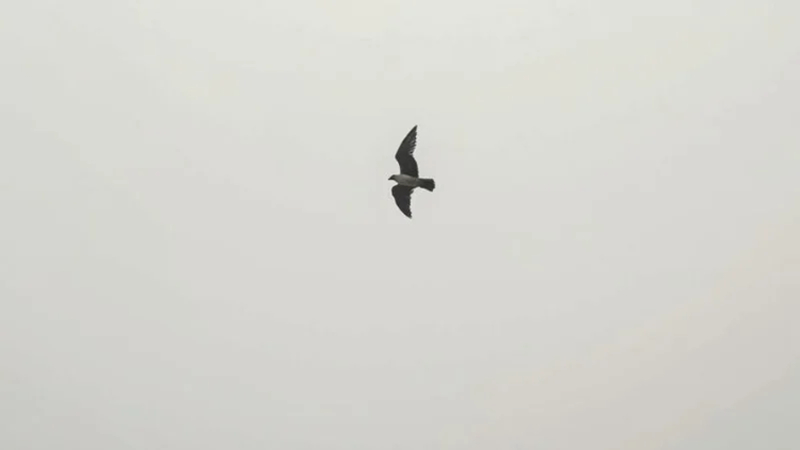 minimalist wildlife fine art photography