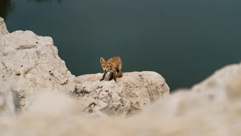 minimalist wildlife photography