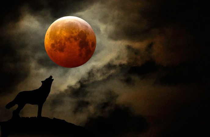 wolf supermoon