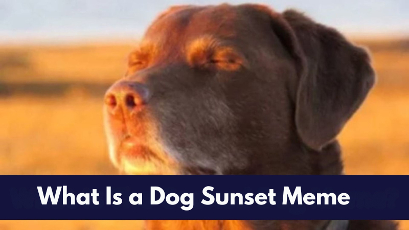 dog in sunset meme template