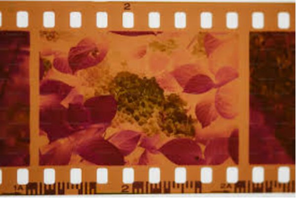 scan your image from film photo enlarger