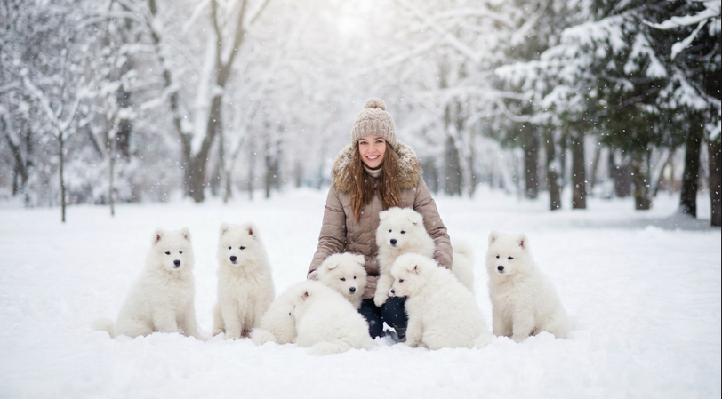 samoyed puppies circling in snow