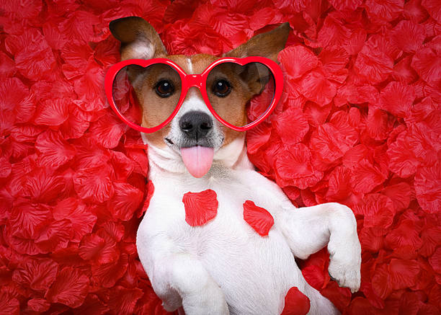 valentines day card dog