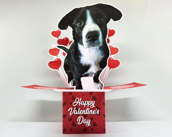 valentine's day dog cards