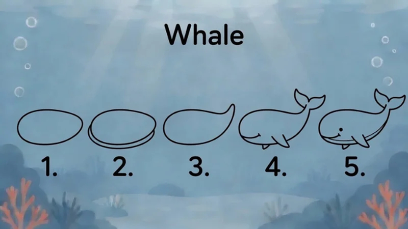whale drawing step by step