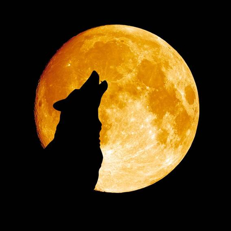 wolf supermoon
