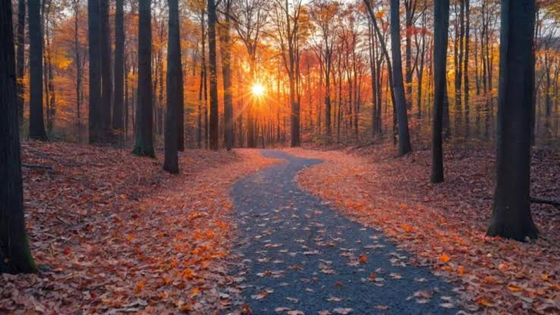 common autumn hiking video scene recorded by camera