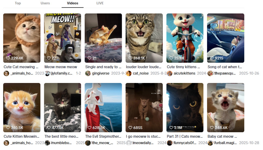 tiktok katzen meow videos