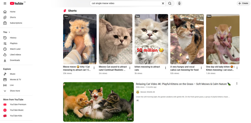 youtube katzen meow videos