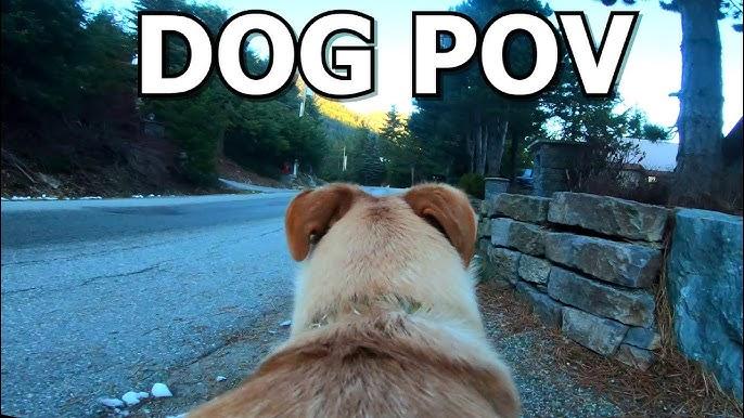 dog pov video