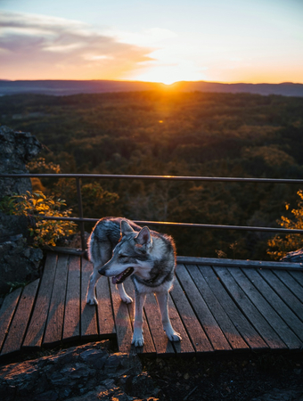 Son du Chien : Qu'est-ce Que C'est et Comment l'Obtenir ?