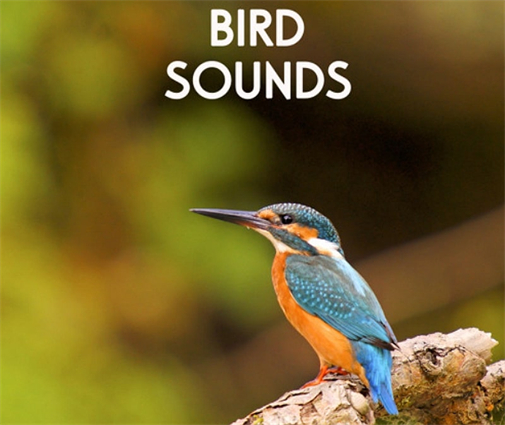 (Updated!) BEST 6 Ways to Get Bird Sounds in 2025