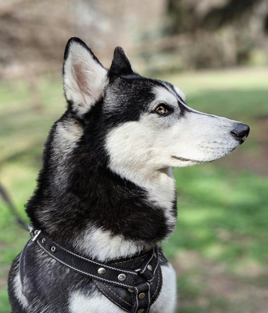 Black and white Siberian husky