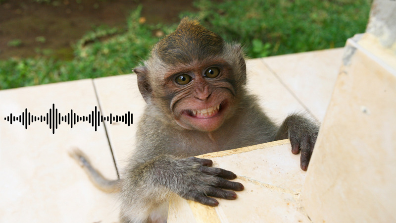 (Updated!) BEST 6 Ways to Get Monkey Sounds in 2024