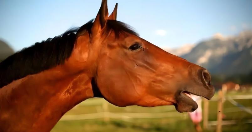 Top 6 Audio Tools to Get Horse sounds