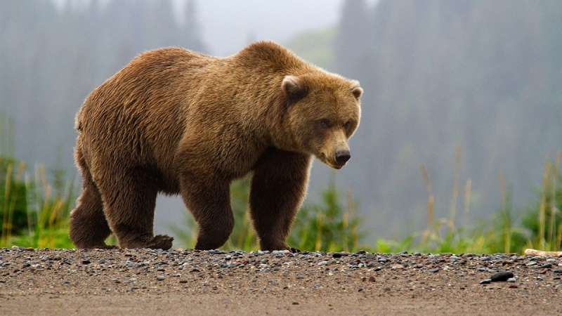 Übersicht und Anleitung für Bärengeräusche im Jahr 2024