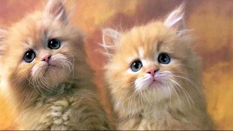أفضل 5 أصوات لبكاء القطط مجانية للاستخدام في البث المباشر والبودكاست