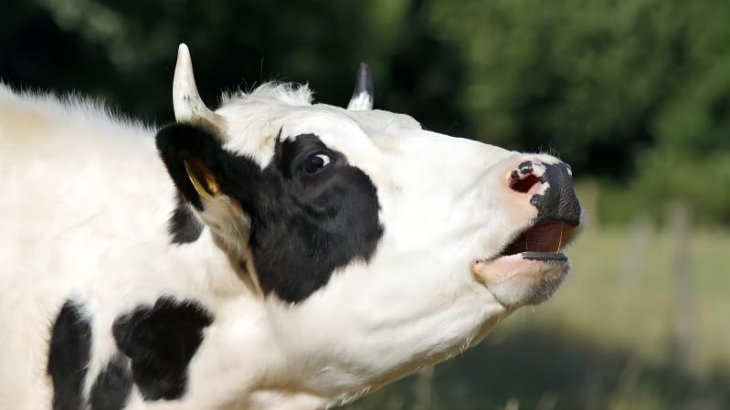 Get Cow Sounds with 6 Sound Effects Tools in 2025