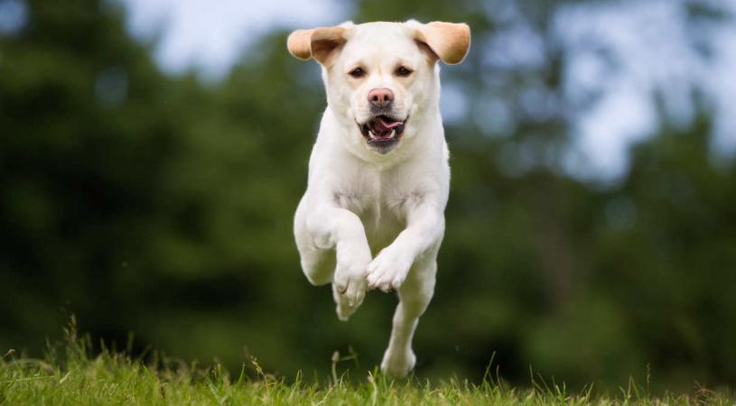 Mejor Sonido de Silbato para Perros en PC Que No Puedes Perder