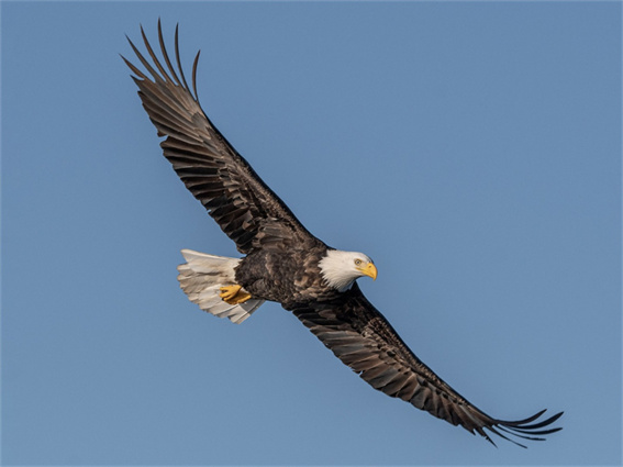 [2024 aktualisiert] Die 6 besten Möglichkeiten für Adler-Sounds