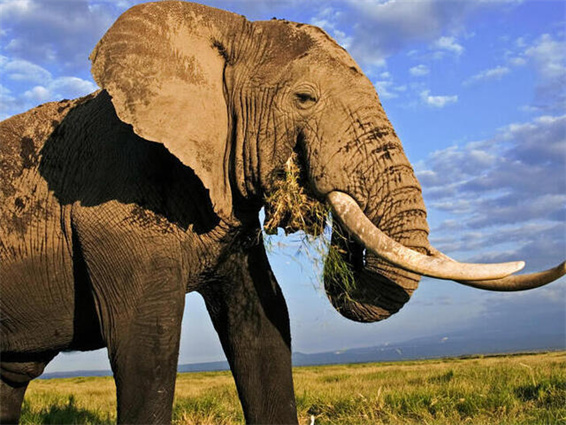 6 MEJORES maneras de conseguir sonidos de elefante en 2024