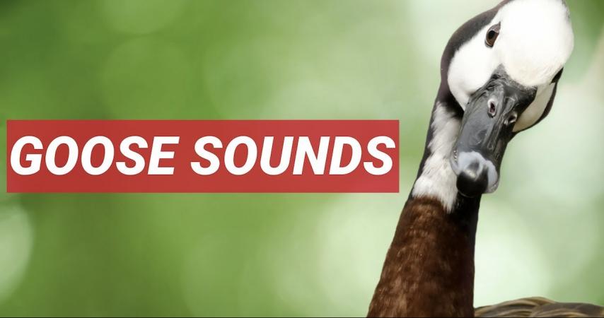 【2024】最佳 5 種適用於直播和播客的鵝聲音效