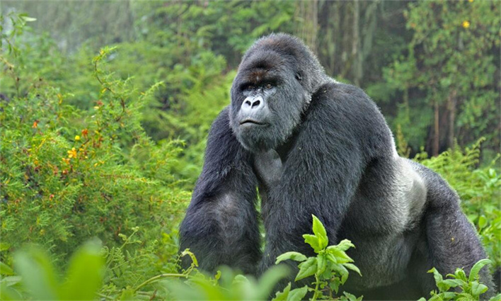 Gorilla Sounds