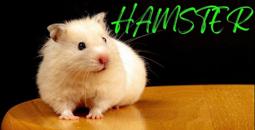 Die besten 5 Hamster-Sounds für Live-Streaming und Podcasts